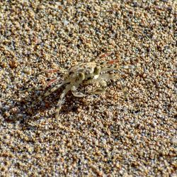 Close-up of shell on sand