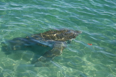High angle view of manatee in sea .