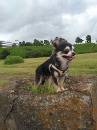 Dog standing in field