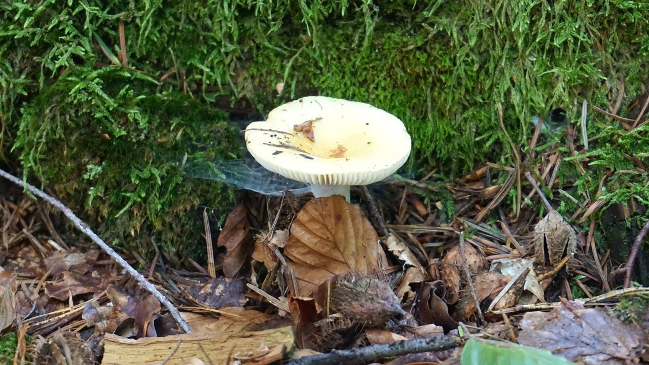 HIGH ANGLE VIEW OF MUSHROOMS ON FIELD