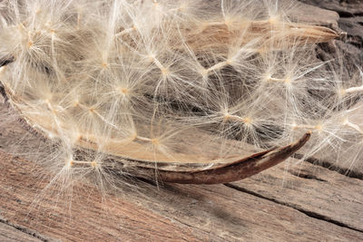 Close-up of dandelion on wood