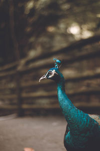 Close-up of a peacock