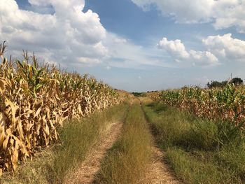 Scenic view of agricultural field against sky