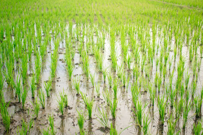 Scenic view of rice field