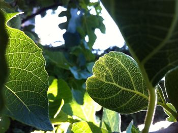 Close-up of leaves