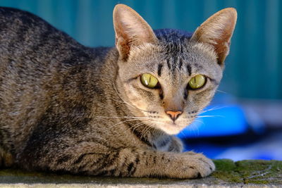 Close-up portrait of a cat resting