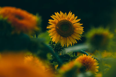 Close-up of sunflower on field