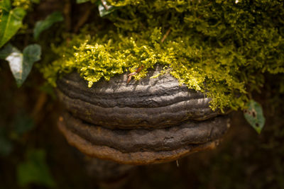 Close-up of insect on plant