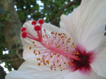Close-up of white hibiscus blooming on tree