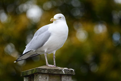 Portrait of a seagull perched on a wooden post 