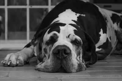 Close-up portrait of a dog lying on floor