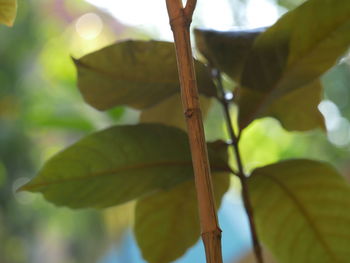 Close-up of fresh green leaves