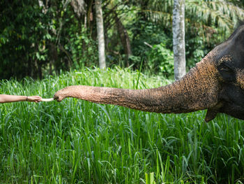 Human arm feeding indian elephant