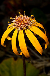 Close-up of yellow flower