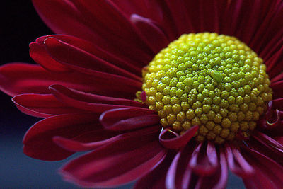 Full frame shot of white flower