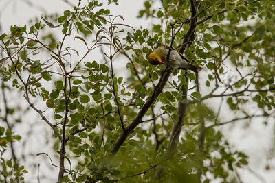 Low angle view of bird perching on tree