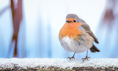 Close-up of bird perching outdoors