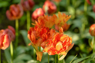 Close-up of red flowering plant