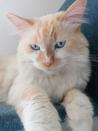 Portrait of white cat