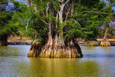 Scenic view of lake in forest