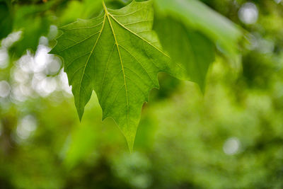 Close-up of fresh green leaves