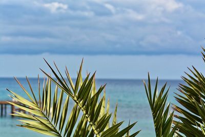 Palm tree by sea against sky