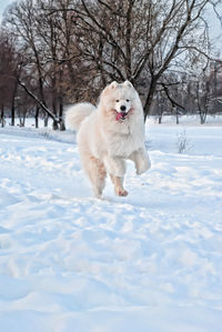 White dog on snow covered field