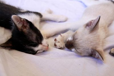 Cats sleeping