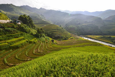 Scenic view of rice paddy field