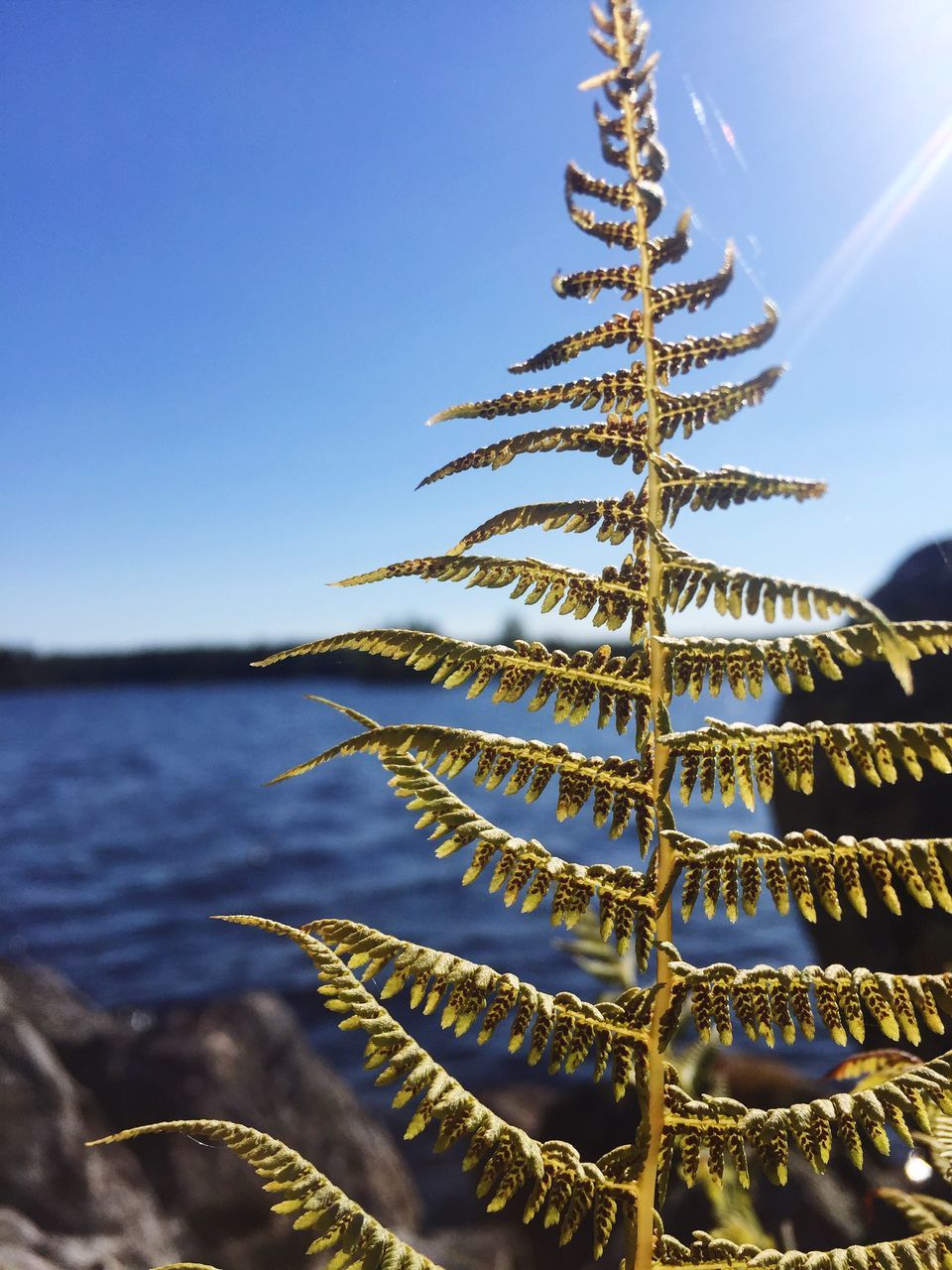 sky, plant, nature, growth, beauty in nature, sunlight, no people, focus on foreground, tranquility, clear sky, day, tree, water, close-up, outdoors, blue, low angle view, succulent plant, copy space, coniferous tree