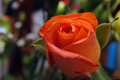 Close-up of orange rose