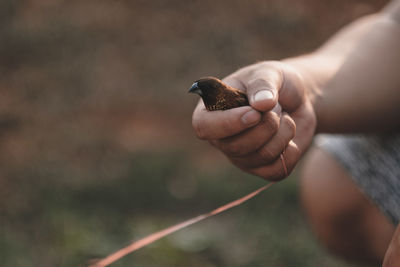 Midsection of person holding bird