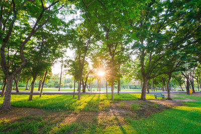 View of trees in sunlight