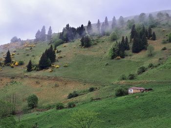 Scenic view of trees on field against sky