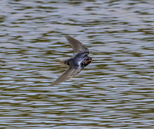 Bird flying over lake