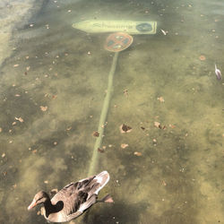 High angle view of turtle in sea