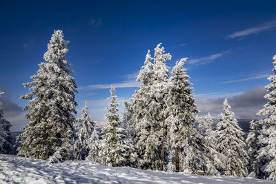 Snow covered plants by trees against sky