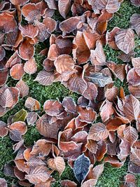 Full frame shot of leaves