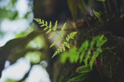 nature