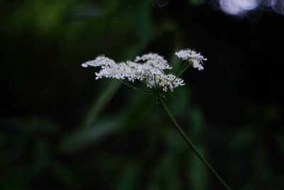 Close-up of white flowering plant on field