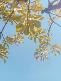 Low angle view of leaves against clear blue sky