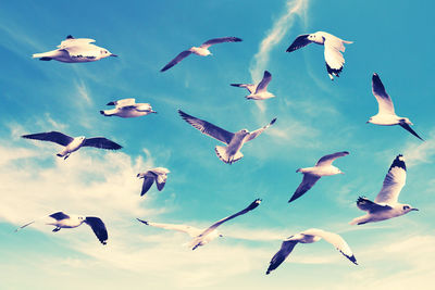 Low angle view of birds in the sky