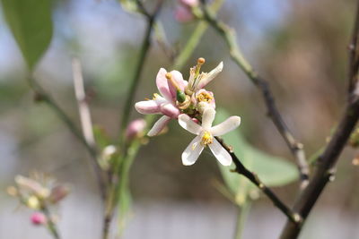 Close-up of cherry blossom on tree