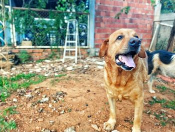 Portrait of dog looking outdoors