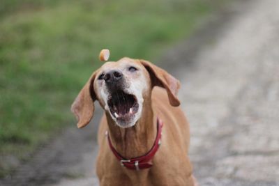 Close-up of dog