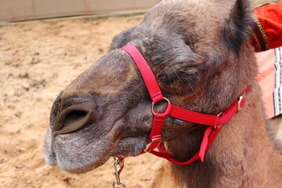 Close-up of camel 