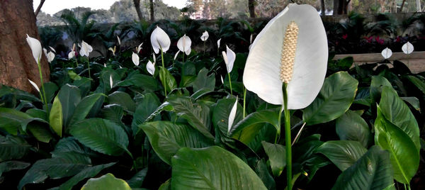 Close-up of white flowers