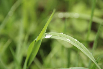 Close-up of flower growing outdoors