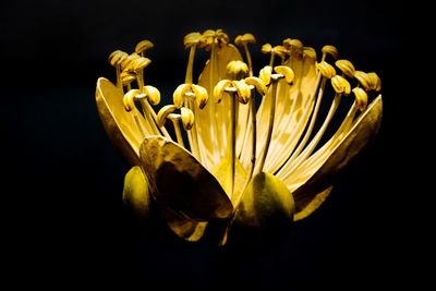 Close-up of yellow flower against black background