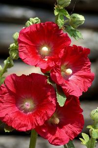 Close-up of pink flowers